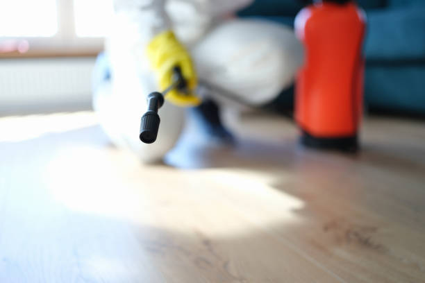 Mold Odor Removal Services in Vail, CO
