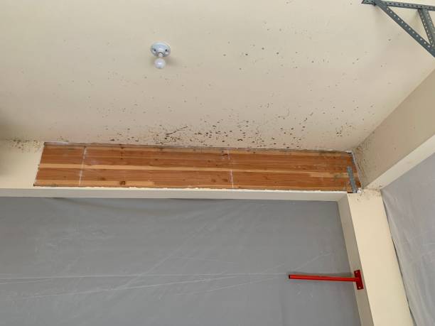 Biohazard Mold Removal in Vail, CO